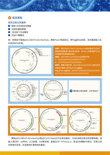 病毒包裝相關試劑盒及一站式服務，為科研保駕護航